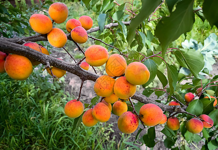 椰枣树枝上生长树叶园艺季节收成团体宏观花园食物植物维生素图片