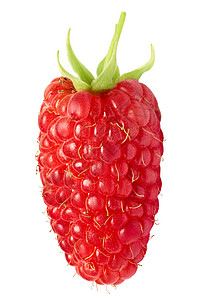 一只巨大的 长长的草莓图片