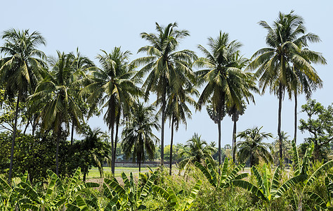花园里的椰子树场地树叶农业天空旅行日光墙纸热带椰子香蕉图片