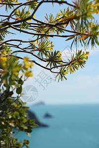 在Cinque Ter的背景之下 鲜花的欣光树丛蓝色海岸花朵海岸线黄色大地衬套图片