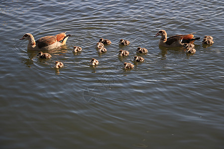 鸭子家庭 两个成年人和许多小鸡在河边游泳小鸭子池塘动物女性母亲野生动物团体荒野婴儿水禽图片
