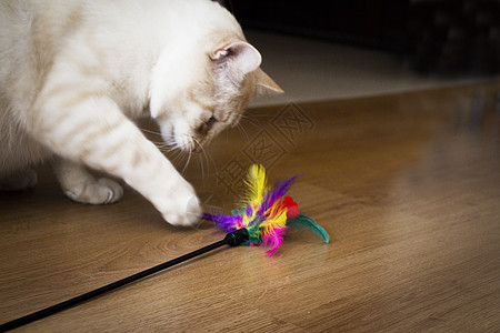 蓝眼睛浅棕色猫棕褐色眼睛毛皮褐色蓝色猫科动物动物鼻子宠物耳朵图片