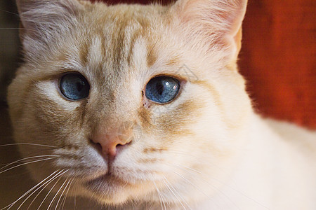 蓝眼睛浅棕色猫小猫蓝色毛皮鼻子外套眼睛头发耳朵猫科动物褐色图片