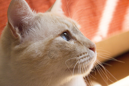 蓝眼睛浅棕色猫眼睛鼻子耳朵动物猫科动物褐色宠物外套小猫头发图片