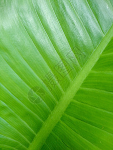 背景的新鲜绿叶生态植物学生长植物静脉绿色叶子环境图片