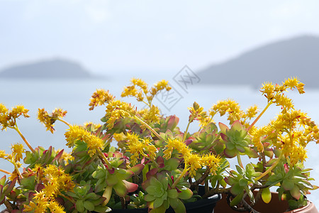 含有黄花的稀释植物高清图片