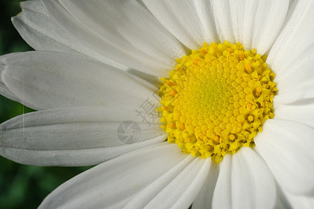 白色和黄色的花朵 宏观植物群图片雏菊植物性质季节图像花瓣雏菊花花园图片