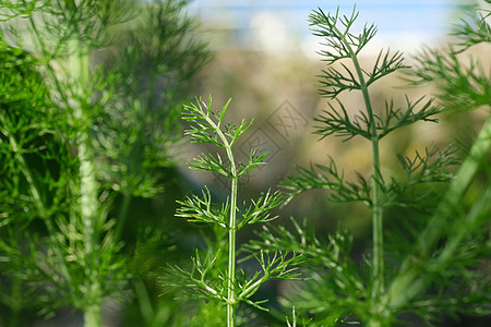 野生芬乃尔 有香叶的可食芳香植物花园收成食物草本植物环境绿色荒野植物群叶子蔬菜图片