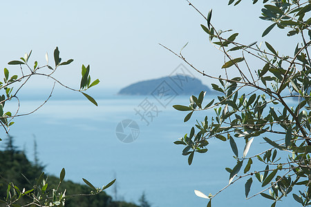 利古里安海背景中的橄榄植物 奥利弗假自然种植园花园树木绿色图片