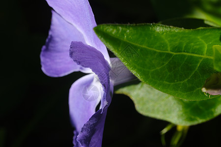 带绿叶的紫色蓝色花朵叶子植物植物学花园绿色长春花季节植物群花瓣图片