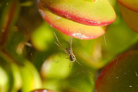 多肉计划的叶子上有蜘蛛网的小蜘蛛图片