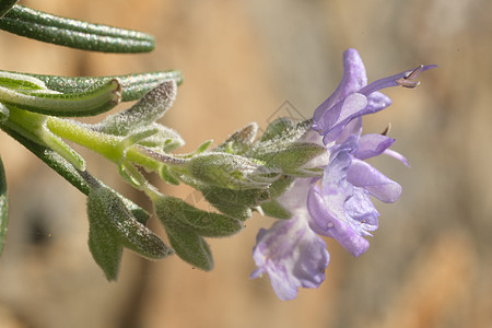 玫瑰花和紫花的香水 春花团花粉花园叶子草本植物蜜蜂食物植物植物群绿色蜂蜜图片