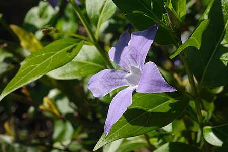带绿叶的紫色蓝色花朵植物植物学花园植物群绿色长春花叶子季节花瓣图片