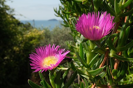 利古里海背景上的卡波布罗图斯花朵图片