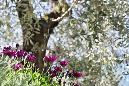 非洲乳房灌木紫色双形植物雏菊花瓣图片