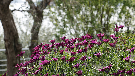 非洲乳房灌木双形花瓣植物紫色雏菊图片