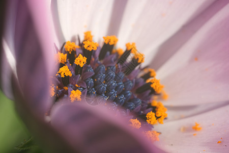 花朵中含有花粉和花瓣的管道图片