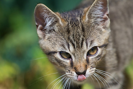 Tabby 猫哺乳动物晶须条纹宠物毛皮眼睛尾巴灰色猫科动物头发图片