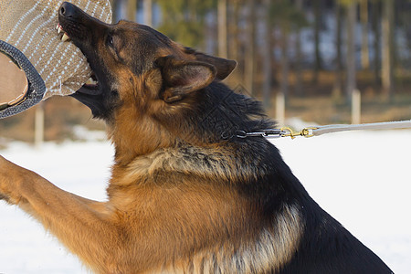 德国牧羊犬培训图片