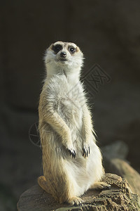 索里卡塔眼睛毛皮猫鼬生物鼻子生态头发警报动物野生动物图片