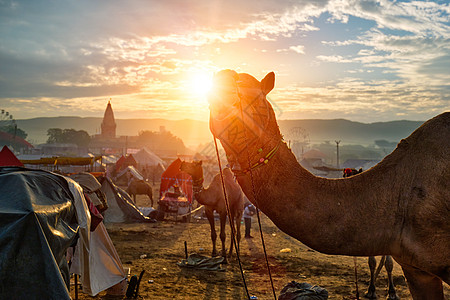 日落时分普什卡尔梅拉骆驼展的骆驼图片