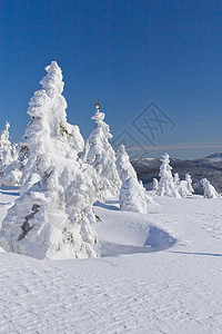 雪覆盖山和树木的冬季风景美丽季节阳光环境森林顶峰高地旅行降雪首脑图片