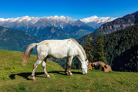 山中马匹 印度喜马恰尔邦草地绿色风景家畜饲料农作物农业高山山脉风光图片