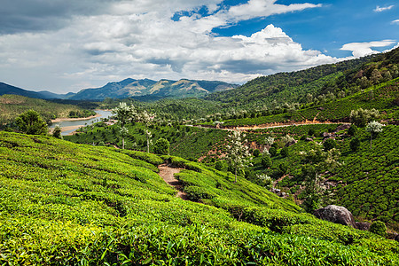 印度茶叶种植园丘陵叶子戏剧性旅游场地山脉墙纸旅行爬坡天空图片