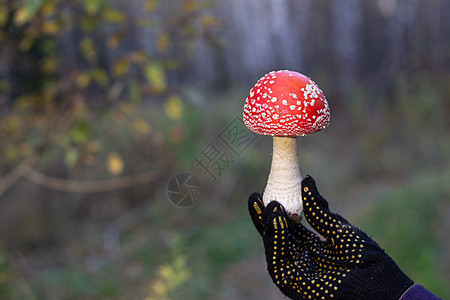 野生的红蘑菇在手 蘑菇喷发地面季节毒蝇植物树叶橙子宏观叶子毒菌生物学图片