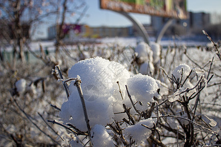 在寒冷的冬天 在布什的雪上下雪图片