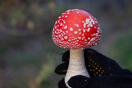 野生的红蘑菇在手 蘑菇喷发荒野毒菌伞菌树叶苔藓毒蝇季节危险生物学地面图片