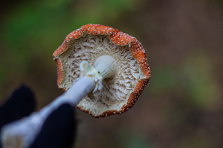 野生的红蘑菇在手 蘑菇喷发树叶苔藓宏观伞菌食物季节生物学菌类毒蝇危险图片