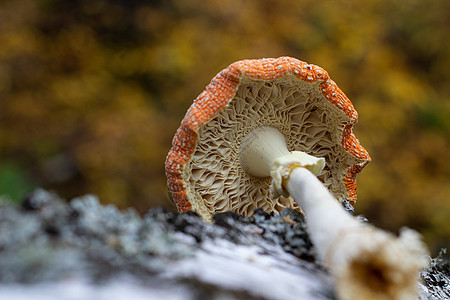 森林里树干旁边的飞毛腿站着苔藓木头地面孢子菌类季节宏观死亡危险毒蝇图片