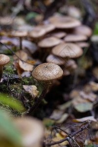 森林里的秋蘑菇 蘑菇采摘 在树林里散步植物叶子宏观木头地面季节团体菌类苔藓环境图片