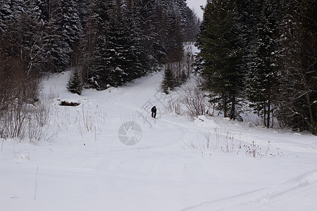 冬季森林的美丽景观 雄伟的高松树在温和的光线下覆盖着雪 冬季自然之美太阳木头降雪假期暴风雪蓝色树木高地天气场景图片