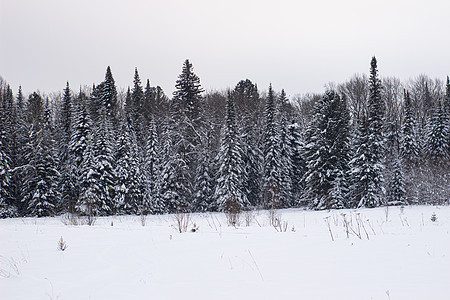 冬季森林的美丽景观 雄伟的高松树在温和的光线下覆盖着雪 冬季自然之美环境旅行降雪木头公园树木暴风雪场景假期气候图片