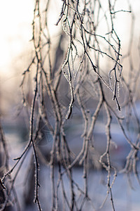 雪 在树枝上霜冻 在冬天背景森林太阳植物墙纸冻结天气阳光季节寒意雪花图片