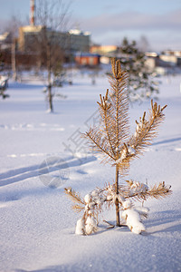 树冬场景 冬天霜冻下的树自然背景照片季节天气植物公园宏观种子新年图形悲伤叶子图片