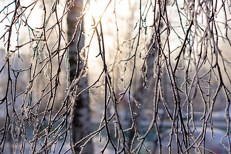 雪 在树枝上霜冻 在冬天背景植物水晶环境季节蓝色墙纸寒意太阳阳光冻结图片