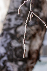 雪 在树枝上霜冻 在冬天背景蓝色雪花植物冻结寒意太阳水晶墙纸天气阳光图片