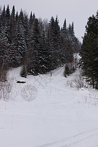 冬季森林的美丽景观 雄伟的高松树在温和的光线下覆盖着雪 冬季自然之美蓝色降雪公园气候天空太阳旅行环境暴风雪树木图片