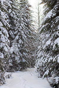 冬季森林的美丽景观 雄伟的高松树在温和的光线下覆盖着雪 冬季自然之美木头树木天气暴风雪降雪童话环境太阳气候天空图片