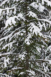 冬季森林的美丽景观 雄伟的高松树在温和的光线下覆盖着雪 冬季自然之美高地公园降雪旅行蓝色太阳场景天气天空环境图片