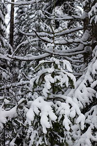 冬季森林的美丽景观 雄伟的高松树在温和的光线下覆盖着雪 冬季自然之美太阳木头气候假期场景高地天气暴风雪蓝色公园图片