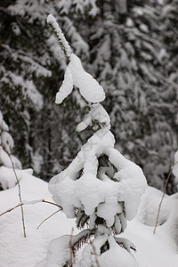 冬季森林的美丽景观 雄伟的高松树在温和的光线下覆盖着雪 冬季自然之美童话假期天气天空降雪木头旅行公园高地蓝色图片