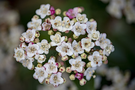 特写Viburnum花花红色玫瑰叶子花朵植物群紫色花瓣白色植物绿色图片