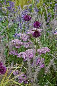 Achillia Allium和Grass的花边图花园花朵葱属淡紫色紫色边界边框图片