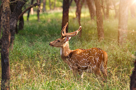在印度拉贾斯坦邦兰坦博尔国家公园的美丽的男性或斑斑鹿动物野生动物风景猎豹公园鹿角哺乳动物森林食草草原图片