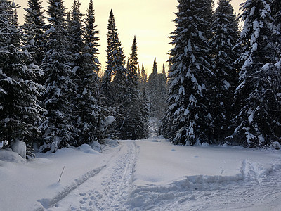 冬季森林的美丽景观 雄伟的高松树在温和的光线下覆盖着雪 冬季自然之美环境全景降雪暴风雪旅行蓝色雪花木头天空假期图片