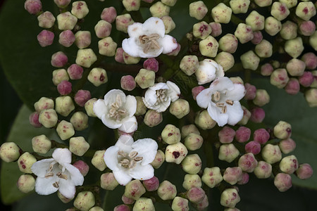 特写Viburnum花花绿色花园叶子玫瑰植物群花瓣白色植物红色宏观图片